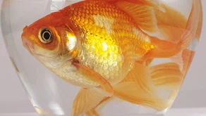 Chybí mi soukromí